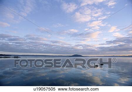 Nature, Lifeful, Swans, Peaceful, Animals, Lake, Waterscape View Large Photo Image Stock Photography - Nature, Lifeful, Swans, Peaceful, Animals, Lake, Waterscape. Fotosearch