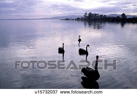 Nature, Waterscape, Scene, Lake, Lifeful, Water, Shoreside View Large Photo Image Stock Photo - Nature, Waterscape, Scene, Lake, Lifeful, Water, Shoreside. Fotosearch