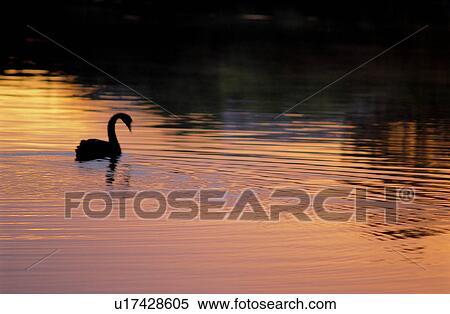 Scene, Sunset, Lake, Lifeful, Waterscape, Animals View Large Photo Image Stock Photography - Scene, Sunset, Lake, Lifeful, Waterscape, Animals. Fotosearch