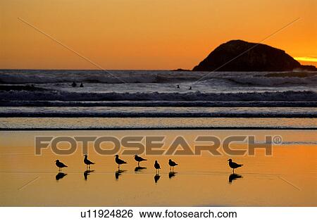 Sea, Water, Lifeful, Animals, Birds, Scene, Wave View Large Photo Image Stock Photograph - Sea, Water, Lifeful, Animals, Birds, Scene, Wave. Fotosearch