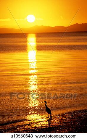 Stock Photo - Sun, Sunset, Surf, Coast, Waterscape, Afterglow. Fotosearch