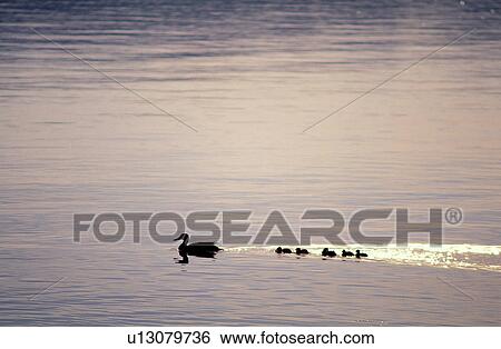 Stock Photograph - Swan, Lake, Peaceful, Nature, Silhouette. Fotosearch