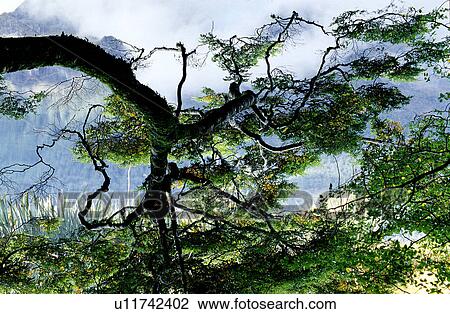 Trees, Scenery, Landscape, Lifeful, Plants, Nature View Large Photo Image Stock Image - Trees, Scenery, Landscape, Lifeful, Plants, Nature. Fotosearch