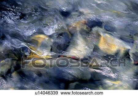 Stock Photo - Waterscape, River, Running Water, Stones, Scene. Fotosearch