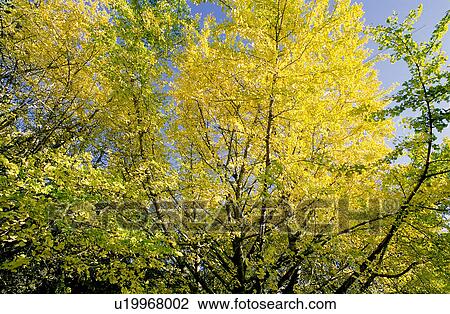 Stock Image - Branch, Leaves, Plant, Fall, Plants, Leaf. Fotosearch