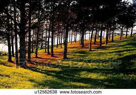 Stock Photo - Branch, Plant, Forest & Tree, Forest, Forests, Tree. Fotosearch