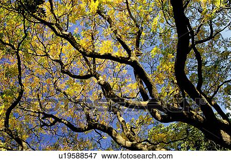 Stock Photo - Branch, Trees, Leaves, Trunk, Tree, Forests. Fotosearch