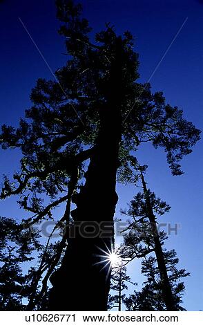Stock Image - Branches, Branch, Tree, Trunks, Trees, Flurishing, Forest & Tree. Fotosearch
