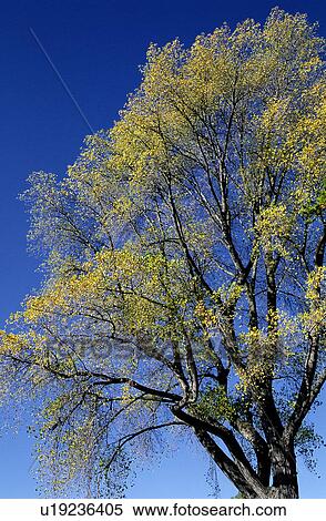 Stock Photography - Branches, Plant, Trees, Plants, Trunk, Flurishing. Fotosearch