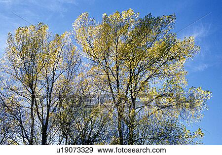 Stock Photo - Branches, Woods, Branch, Forests, Leaf, Plant. Fotosearch