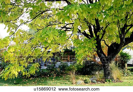 Building, Tree, House, Plant, Leaves, Trunks View Large Photo Image Stock Image - Building, Tree, House, Plant, Leaves, Trunks. Fotosearch