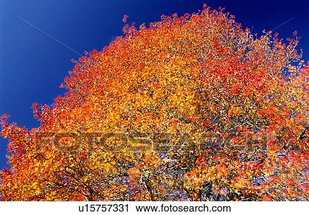 Stock Image - , Bushes, Fall, Branches, Forest. Fotosearch