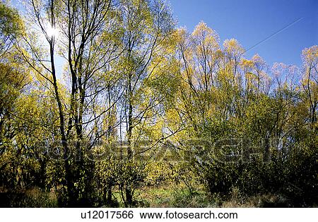 Bushes, Forests, Leaf, Leaves, Plant View Large Photo Image Stock Photograph - Bushes, Forests, Leaf, Leaves, Plant. Fotosearch