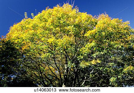 Stock Image - Bushes, Leaves, Branches, Plants, Leaf. Fotosearch