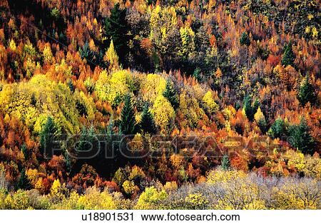 Stock Image - Bushes, Plant, Leaves, Plants, Leaf, Forest & Tree, Forest. Fotosearch