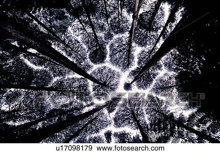 Flurishing, Bushes, Branches, Trunks, Forests View Large Photo Image Stock Photo - Flurishing, Bushes, Branches, Trunks, Forests. Fotosearch