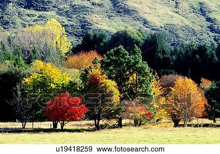 Flurishing, Bushes, Forest & Tree, Trunks, Leaves, Fall View Large Photo Image Stock Photo - Flurishing, Bushes, Forest & Tree, Trunks, Leaves, Fall. Fotosearch