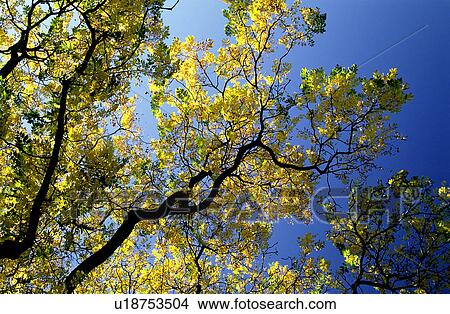 Forest & Tree, Bushes, Plants, Branch View Large Photo Image Picture - Forest & Tree, Bushes, Plants, Branch. Fotosearch