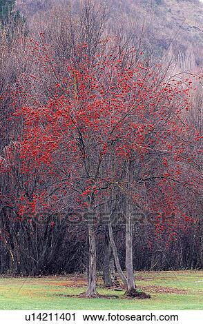 Forest & Tree, Bushes, Trunk, Forests, Fall, Woods, Branches View Large Photo Image Stock Image - Forest & Tree, Bushes, Trunk, Forests, Fall, Woods, Branches. Fotosearch