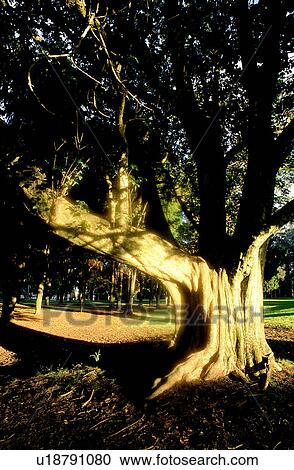 Stock Image - Forest & Tree, Flurishing, Forest, Trunks, Woods. Fotosearch