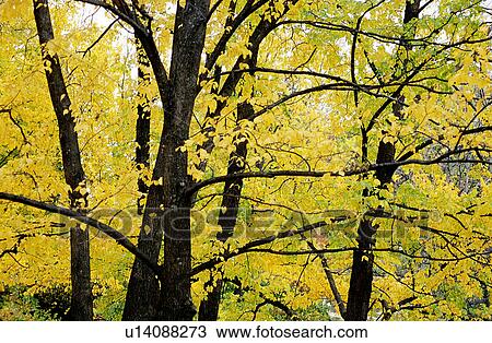 Stock Image - Forest & Tree, Forests, Trunk, Plant, Leaves, Forest. Fotosearch