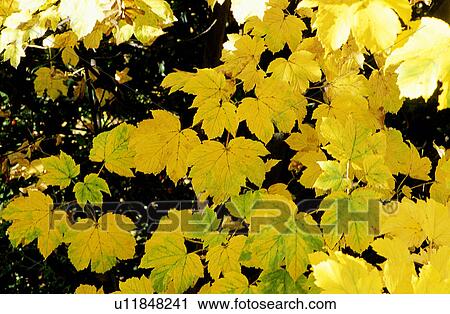 Stock Image - Forest & Tree, Plants, Leaves, Yellow, Plant. Fotosearch