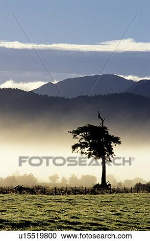 Stock Image - Forest & Tree, Sky, Plants, Leaves, Trees, Cloud, Grassland. Fotosearch