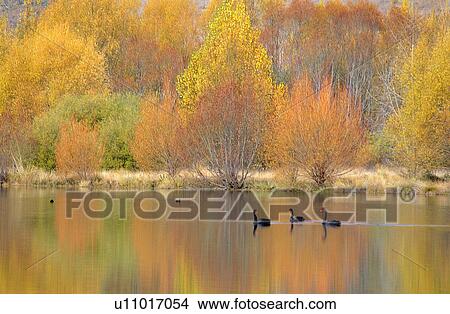 Forest & Tree, Tree, Plants, Bushes, Forests, Fall, Duck View Large Photo Image Picture - Forest & Tree, Tree, Plants, Bushes, Forests, Fall, Duck. Fotosearch