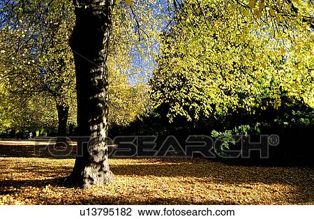 Forest & Tree, Trunk, Woods, Fall, Grassland, Forests View Large Photo Image Stock Image - Forest & Tree, Trunk, Woods, Fall, Grassland, Forests. Fotosearch