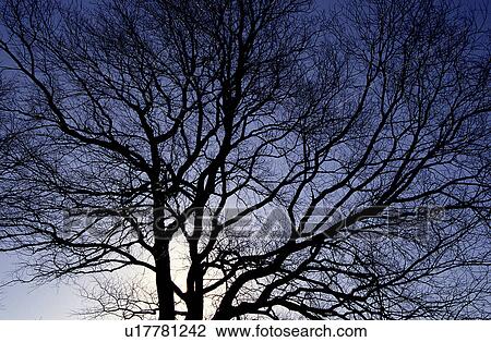 Forest, Tree, Trunks, Woods, Trees View Large Photo Image Stock Image - Forest, Tree, Trunks, Woods, Trees. Fotosearch