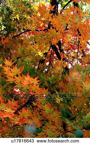 Forests, Fall, Woods, Forest & Tree, Trees, Trunk, Forest View Large Photo Image Stock Image - Forests, Fall, Woods, Forest & Tree, Trees, Trunk, Forest. Fotosearch