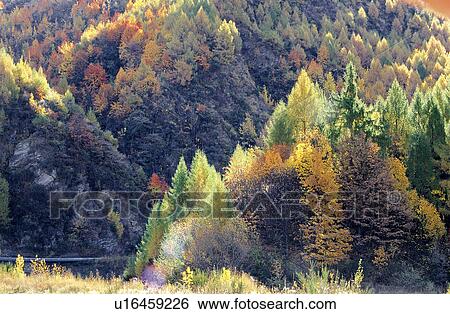 Stock Photograph - Forests, Leaves, Branches, Forest, Trees, Colorful. Fotosearch