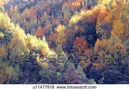 Stock Photo - , Forests, Plant, Flurishing, Bushes, Leaf. Fotosearch