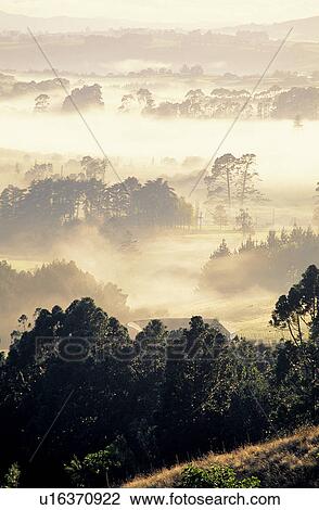 Stock Image - Forests, Trees, Bushes, Clouds, Forest, Forest & Tree. Fotosearch