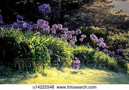 Stock Photo - Grass, Leaf, Trees, Plant, Leaves, Forests. Fotosearch