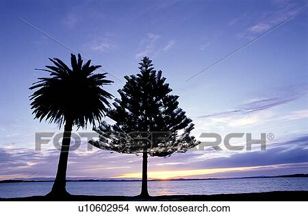 Lakes, Plant, Leaf, Sunrising, Tree, Leaves View Large Photo Image Picture - Lakes, Plant, Leaf, Sunrising, Tree, Leaves. Fotosearch
