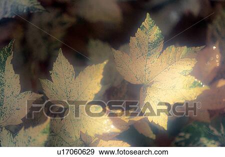 Stock Photo - Leaf, Leaves, Forest & Tree, Falling leaf, Falling leaves, Colorful. Fotosearch