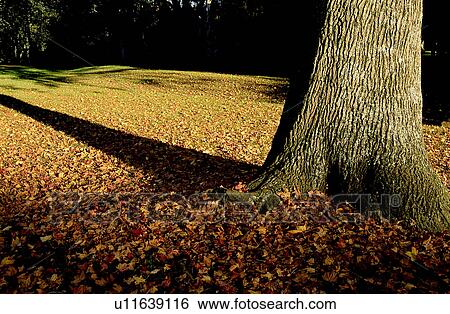 Stock Photograph - Leaf, Plant, Falling leaves, Forest, Trunks, Forest & Tree, Forests. Fotosearch