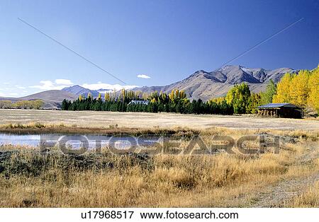Stock Photo - , Leaf, Plants, Grassland, Tree, Trees. Fotosearch