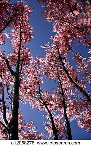 Stock Photograph - Leaf, Tree, Branches, Trunk, Plant. Fotosearch