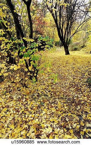 Leaves, Fall, Plant, Withering, Falling leaf, Woods View Large Photo Image Stock Photography - Leaves, Fall, Plant, Withering, Falling leaf, Woods. Fotosearch