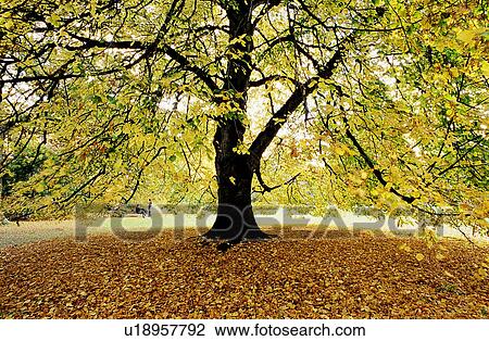 Leaves, Falling leaves, Flurishing, Leaf, Fall, Forest View Large Photo Image Stock Image - Leaves, Falling leaves, Flurishing, Leaf, Fall, Forest. Fotosearch