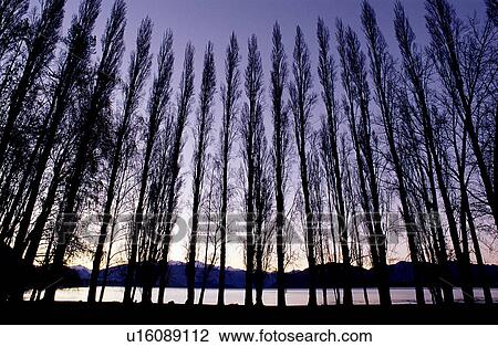 Leaves, Tall, Woods, Straight View Large Photo Image Stock Image - Leaves, Tall, Woods, Straight. Fotosearch