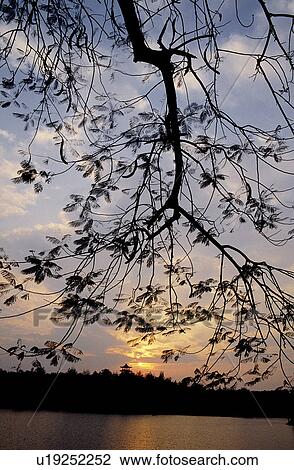 Stock Image - Plant, Branch, Water, Bushes, Branches, Tree. Fotosearch