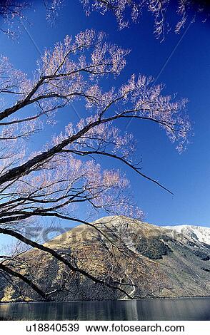 Plant, Forest & Tree, Tree, Leaf, Winter, Mountain View Large Photo Image Stock Photo - Plant, Forest & Tree, Tree, Leaf, Winter, Mountain. Fotosearch