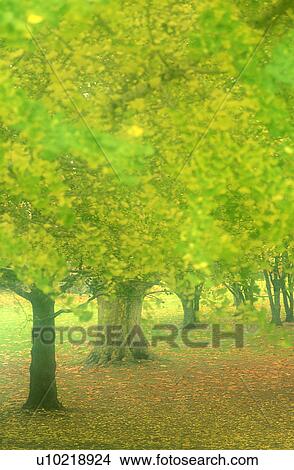 Picture - Plant, Forest & Tree, Woods, Trunk, Plants. Fotosearch