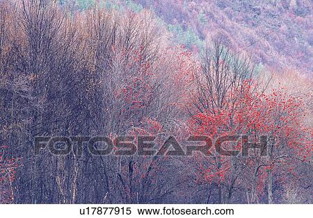 Plant, Leaves, Plants, Trees, Woods, Forest View Large Photo Image Stock Photography - Plant, Leaves, Plants, Trees, Woods, Forest. Fotosearch