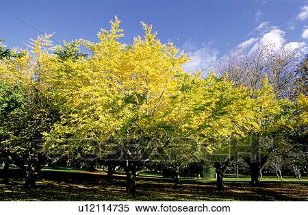 Stock Photography - Plant, Trees, Bushes, Branches, Sky, Trunks. Fotosearch