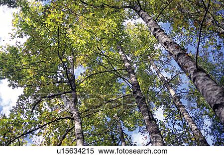 Plant, Trunk, Tree, Branches, Branch View Large Photo Image Stock Photography - Plant, Trunk, Tree, Branches, Branch. Fotosearch