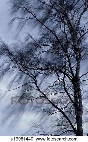 Plant, Trunks, Branch, Withering, Fall, Branches View Large Photo Image Stock Image - Plant, Trunks, Branch, Withering, Fall, Branches. Fotosearch